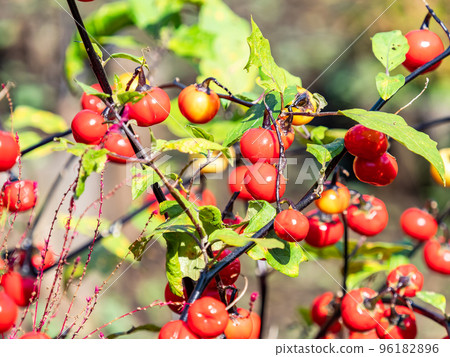 Autumn scenery Mini tomato with red fruit 96182896