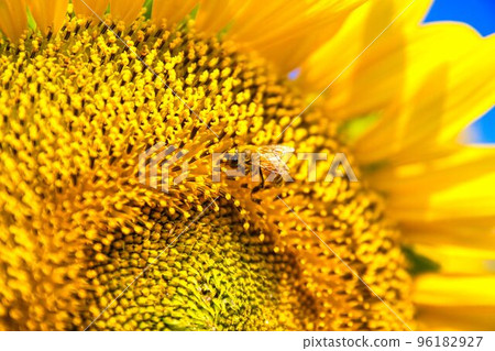 Sunflower field Sunflower field 96182927