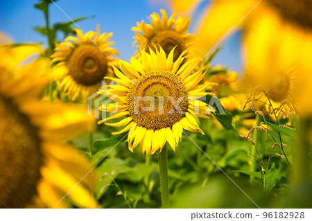 Sunflower field Sunflower field 96182928