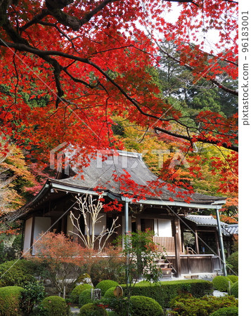 京都大原朱里園的秋葉 京都大原朱里園的秋葉 96183001
