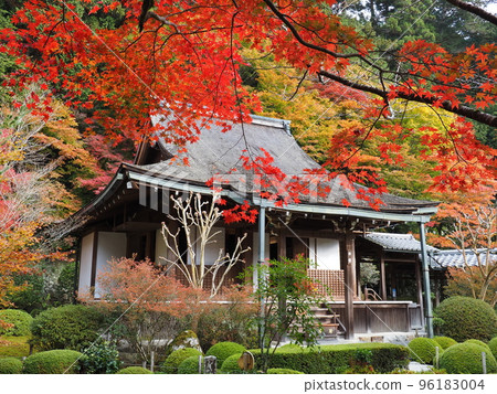 京都大原朱里園的秋葉 京都大原朱里園的秋葉 96183004