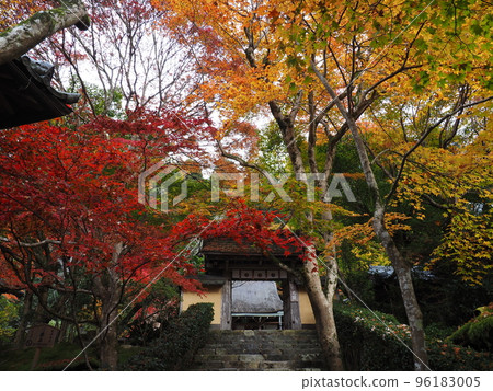 京都大原朱里園的秋葉 京都大原朱里園的秋葉 96183005