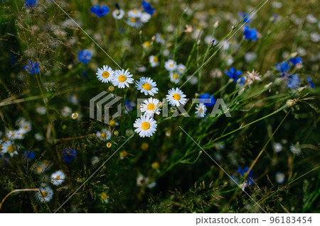 Wild chamomile and cornflower meadow. Bright white flowers on dark background. High contrast moody background Wild chamomile and cornflower meadow. Bright white flowers on dark background. High contrast moody background 96183454