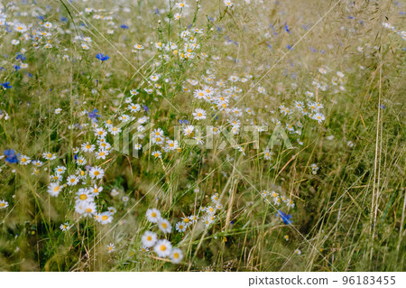Wild flower meadow, chamomiles among high grass, a dance of wild flowers in field 96183455