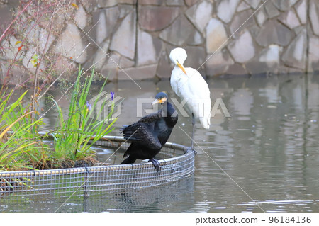 Great cormorants and little egrets at the waterside Great cormorants and little egrets at the waterside 96184136