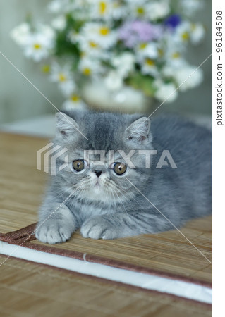 A beautiful gray kitten of an exotic shorthair breed lies on the brown background of the house A beautiful gray kitten of an exotic shorthair breed lies on the brown background of the house 96184508