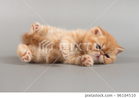 A charming red exotic kitten is lying on its back with its paws raised on a colored background. A charming red exotic kitten is lying on its back with its paws raised on a colored background. 96184510