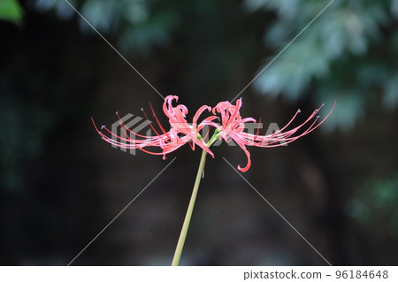Scenery with amaryllis in rainy weather 96184648