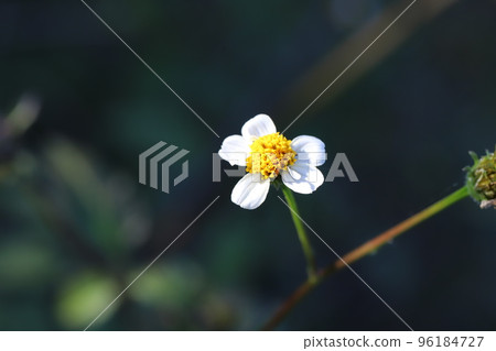 Shirobana Sendangsa flower blooming in the autumn park in Japan 96184727