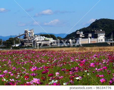 Cosmos field on a sunny autumn day (blue sky, flower field and white building) 96184776