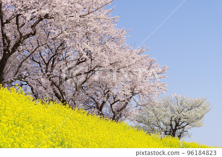 Rape flowers and cherry blossoms in full bloom Rape flowers and cherry blossoms in full bloom 96184823