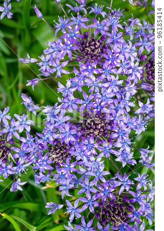 May Flower Syrah Peruviana 96185414