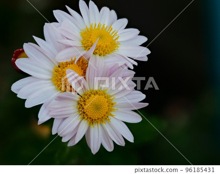 Kikumi's flower Kikumi's flower 96185431
