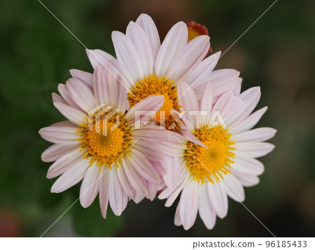 Kikumi's flower Kikumi's flower 96185433