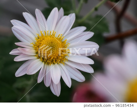 Kikumi's flower 96185434