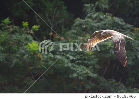 Flying black kite 3 Flying black kite 3 96185460