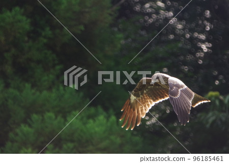 Flying Tombini Flying Tombini 96185461