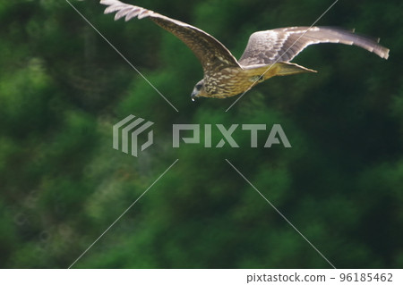 Flapping dragonfly one 96185462
