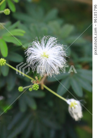 晚上開花的白色絲綢樹 晚上開花的白色絲綢樹 96185796