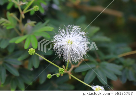 晚上開花的白色絲綢樹 晚上開花的白色絲綢樹 96185797