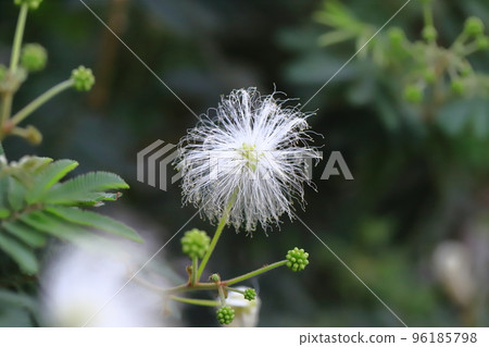 晚上開花的白色絲綢樹 96185798