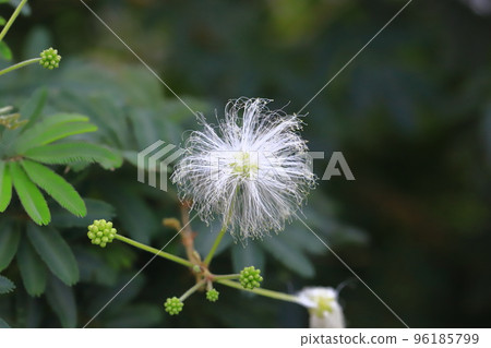 晚上開花的白色絲綢樹 晚上開花的白色絲綢樹 96185799