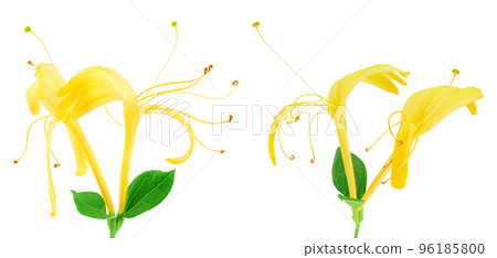 honeysuckle flower isolated on white background with full depth of field 96185800