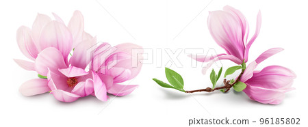 Pink magnolia flower isolated on white background with full depth of field Pink magnolia flower isolated on white background with full depth of field 96185802