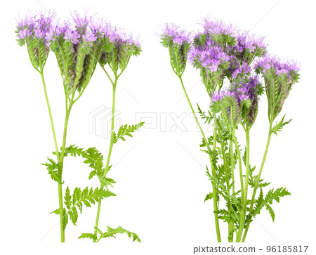 Phacelia flower isolated on white background with full depth of field 96185817