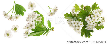 Hawthorn or Crataegus monogyna flowers isolated on a white background 96185891