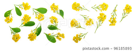 Flowers of barberries isolated on white background. Top view. Flat lay pattern 96185893