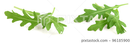 Green fresh rucola or arugula leaf isolated on white background macro 96185900
