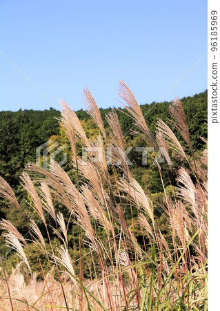 芒草 96185969