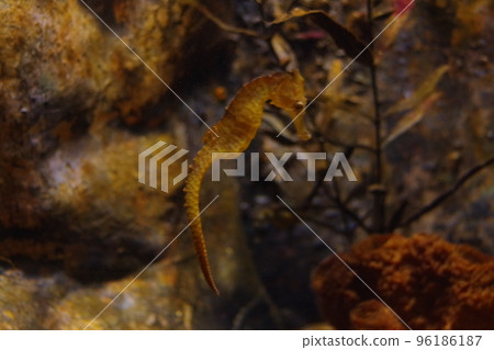 Seahorse Seahorse 96186187