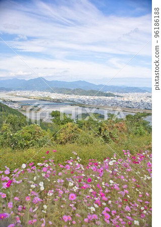 Cosmos and the cityscape of Shizuoka Cosmos and the cityscape of Shizuoka 96186188