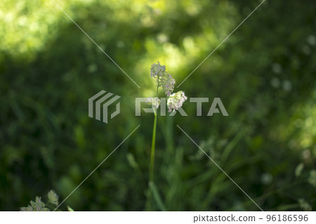 flowering ears of weeds. natural lawn in the bright sun flowering ears of weeds. natural lawn in the bright sun 96186596