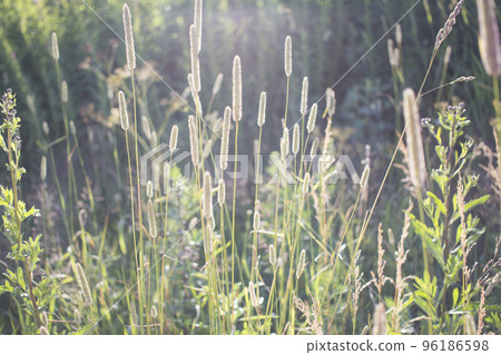 Flowers of plantain in early morning sun. 96186598