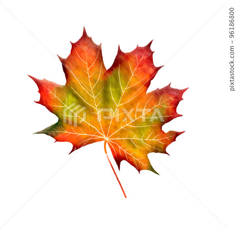 Bright Maple Leaf Watercolor Bright Maple Leaf Watercolor 96186800