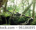 Moss and trees in Jukai 96186895