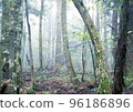 In the deep foggy sea of trees 96186896