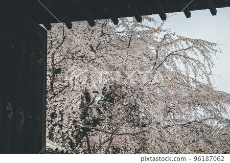 Cherry blossoms in Kyoto in the temples of Daigo Ji 10 April 2012 96187062