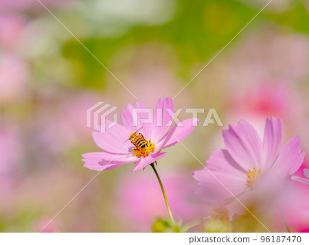 秋景蜜蜂從漂亮可愛的五顏六色的宇宙中吮吸花蜜 96187470