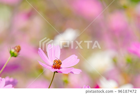 Autumn scenery Honeybees sucking nectar from pretty and cute colorful cosmos Autumn scenery Honeybees sucking nectar from pretty and cute colorful cosmos 96187472