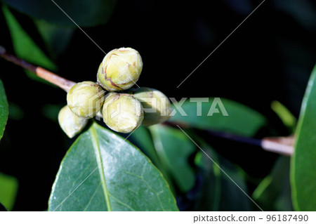 Camellia buds fairly hard November 96187490