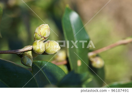山茶花在 11 月發芽相當困難 山茶花在 11 月發芽相當困難 96187491