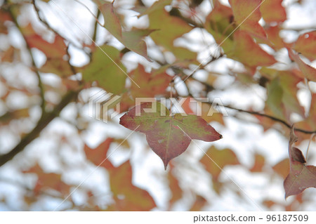 a Red leaf turning red at autumn in Tai Tong, Hong Kong 96187509