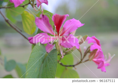 the hong Kong orchid flower, Closeup Purple Orchid Tree or Purple Bauhinia 96187511