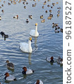 鴨子和天鵝漂浮在湖面上 96187527