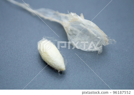 桑蠶繭(繭) 桑蠶繭(繭) 96187552