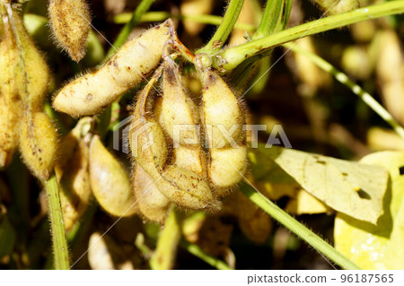 Naturally dried black soybeans (Tanba Black) in late autumn, November Naturally dried black soybeans (Tanba Black) in late autumn, November 96187565